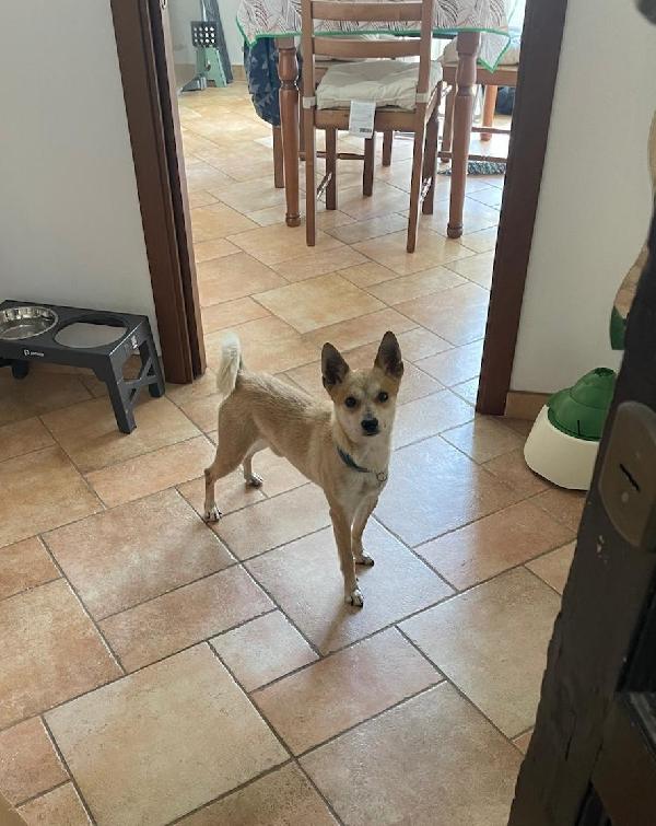 Milo, Cagnolino con carattere complicato cerca persona esperta e paziente Foto 8